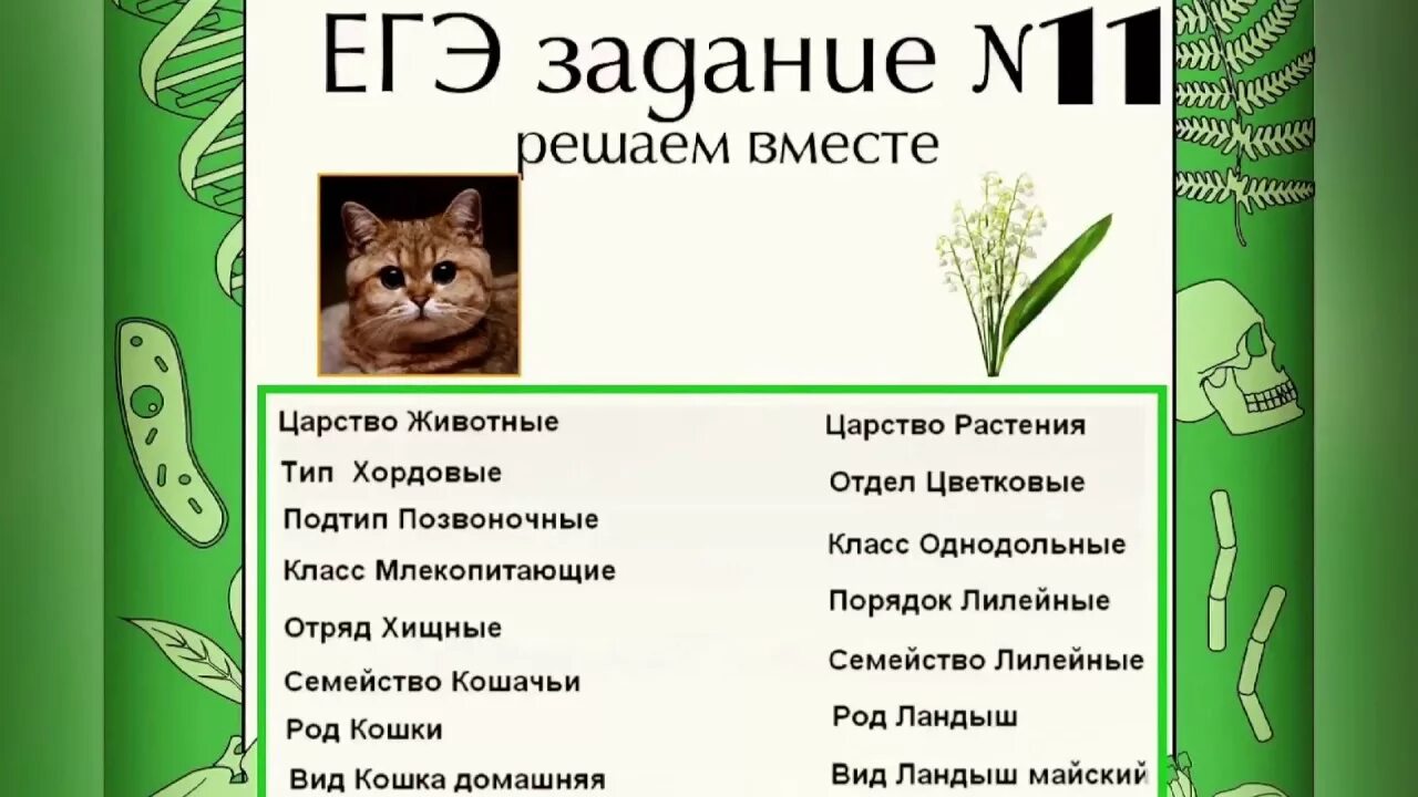 Самостоятельная биология 11. 11 Задание ЕГЭ биология. ЕГЭ по биологии задания. ЕГЭ биология разбор заданий. Биология ЕГЭ теория.