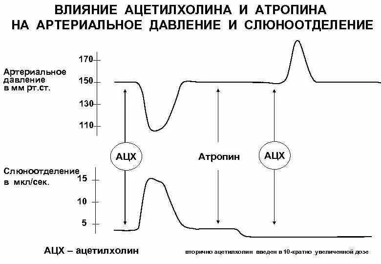 Влияние ацетилхолина на артериальное давление. Влияние ацетилхолина на ад. Ацетилхолин влияние. Атропин влияние на ад. Ацетилхолин сердце сокращение