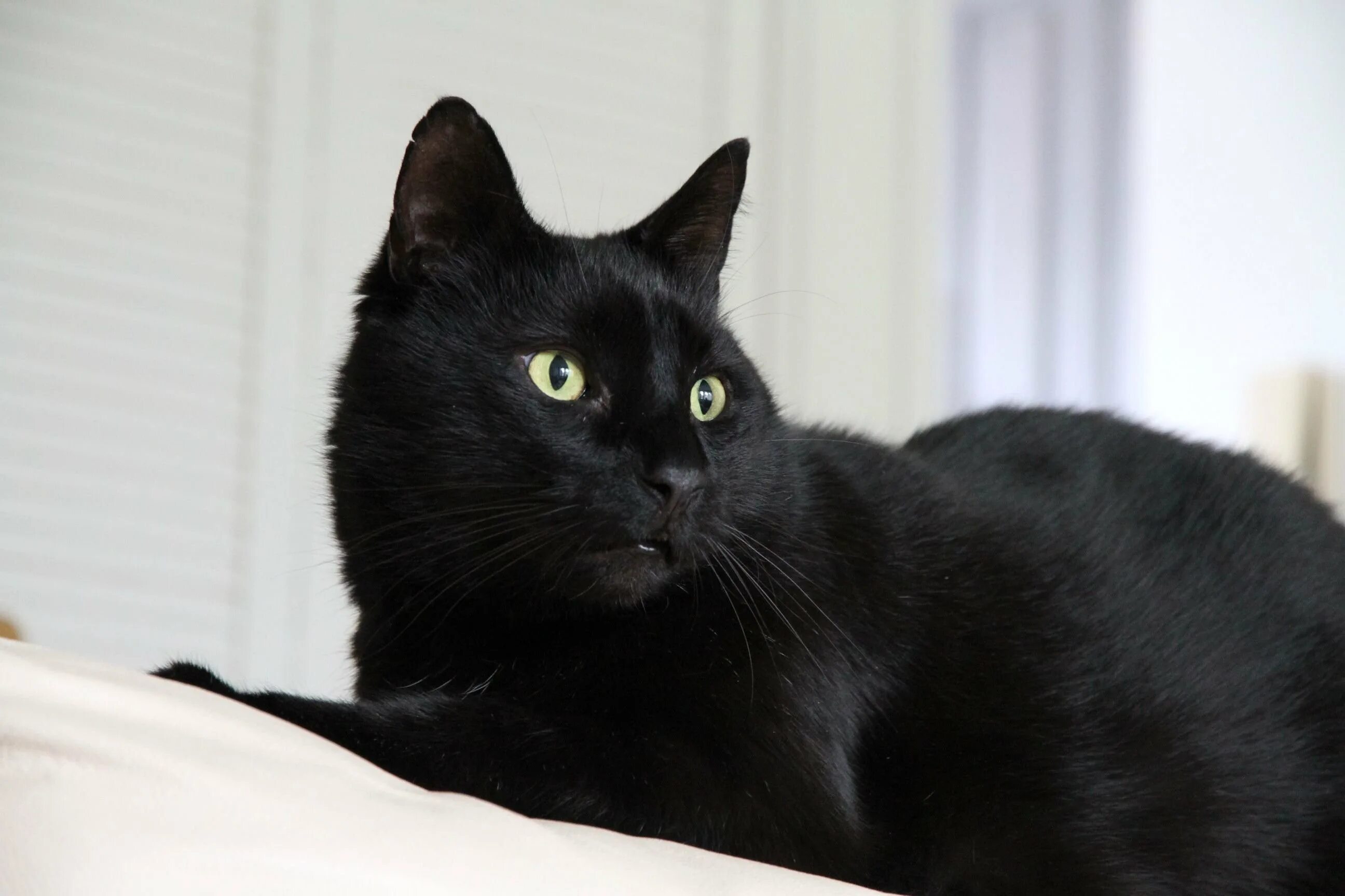 Породы кошек черно серого окраса. Бомбейская порода кошек. Бомбейская кошка длинношерстная. Бомбейская кошка голубая. Бомбейская короткошерстная кошка.