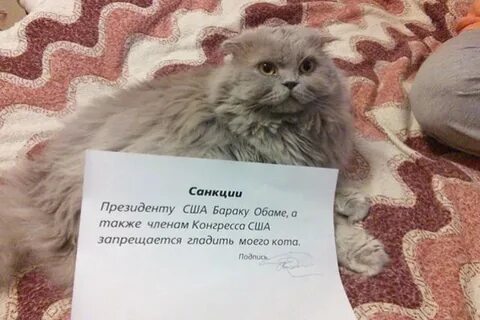 Введи кота