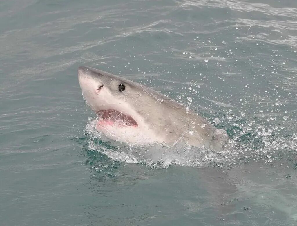 Обитают ли акулы. Катран акула черного моря. Белая акула. Большая белая акула. Акула выныривает.