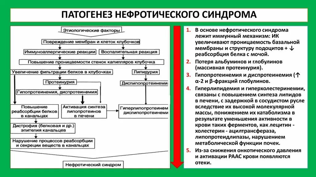 Исходы патогенеза. Нефритический Синдрпом патогенез. Нефритичнский синдром патогенез. Механизм протеинурии при нефротическом синдроме. Схема патогенеза клинических проявлений нефротического синдрома.