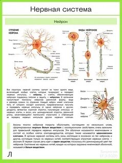 Нервная егэ