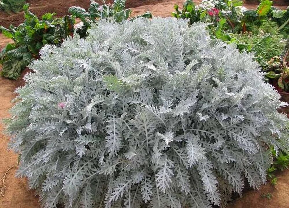 Цинерария Приморская сильвердаст. Цинерария Приморская cineraria maritima. Цинерария Приморская серебряная пыль. Цинерария серебристая однолетник.