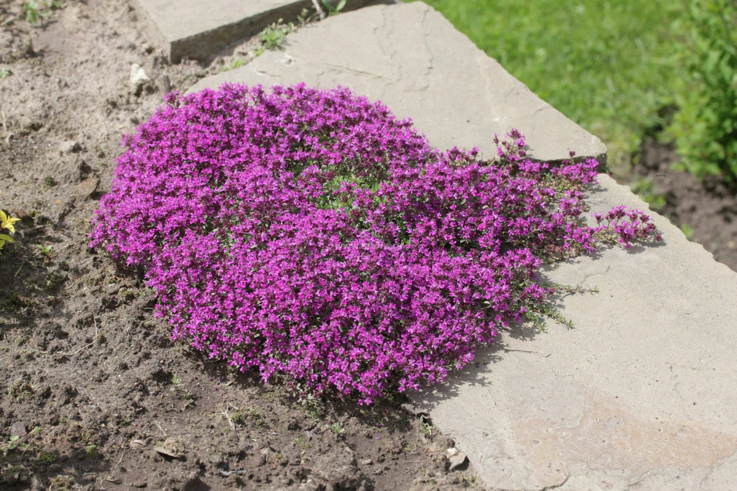 Тимьян ползучий (thymus serpyllum). Тимьян ползучий мэджик карпет. Тимьян перпл бьюти. Тимьян ползучий пурпле. Тимьян пурпурно.