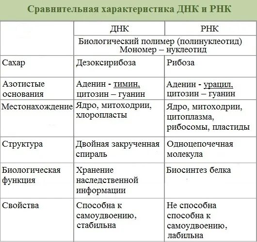 Соединения днк и рнк. Структура ДНК И РНК таблица. Таблица ДНК И РНК по биологии 9 класс. Сравнительный анализ ДНК И РНК. Признаки сравнения ДНК И РНК таблица.