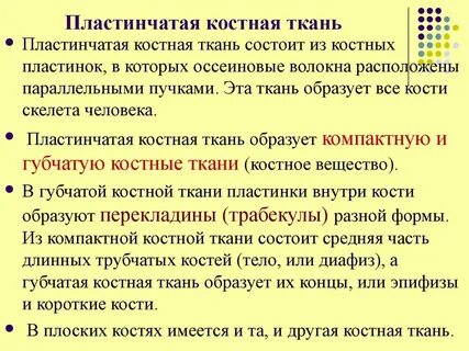 Кости скелета образованы тканью
