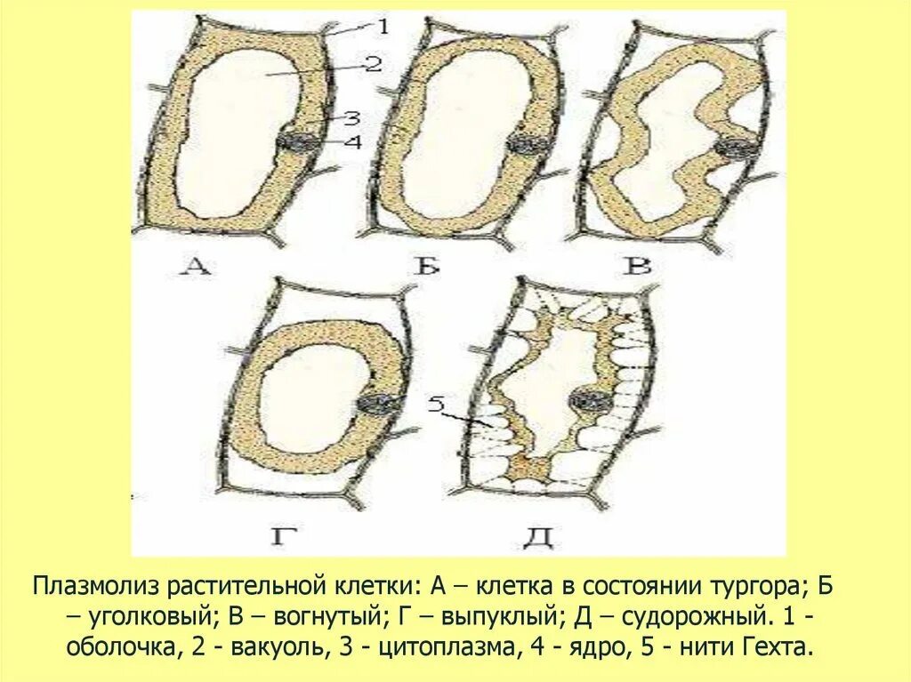 Явление плазмолиз. Плазмолиз и деплазмолиз в растительной клетке. Типы плазмолиза растительной клетки. Плазмолиз растительной клетки. Колпачковый плазмолиз элодеи.