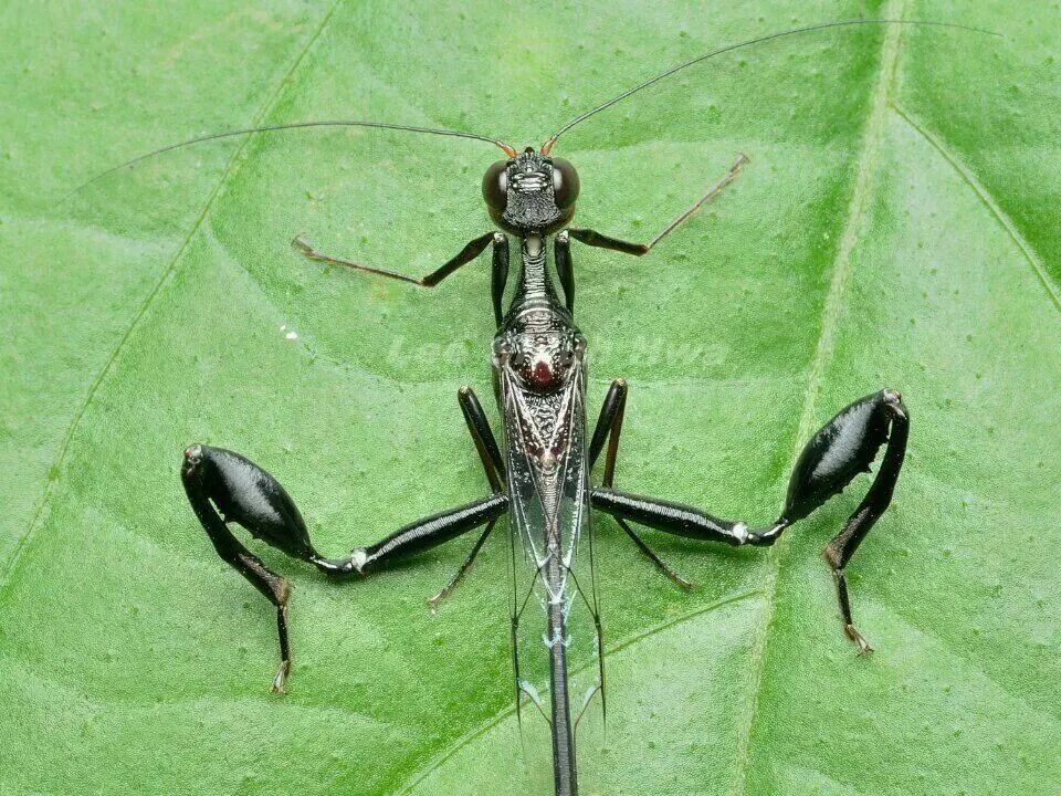 Insect legs. Эваниида насекомое. Мимариды насекомое самое маленькое. Stephanidae насекомые. Наездник Dicopomorpha echmepterygis.