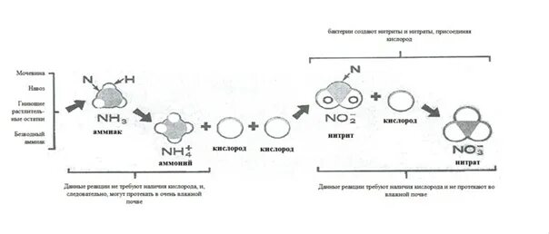 Процесс превращения азота в доступные формы называется. Преобразование азота в почве. трансформация азота в почве. превращение азота в почве. процессы превращения азота в почве.
