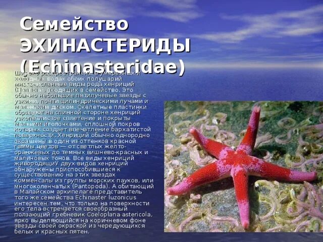 Характеристика морской звезды. Информация о морской звезде. Морские звёзды интересные факты. Общая характеристика морских звезд.