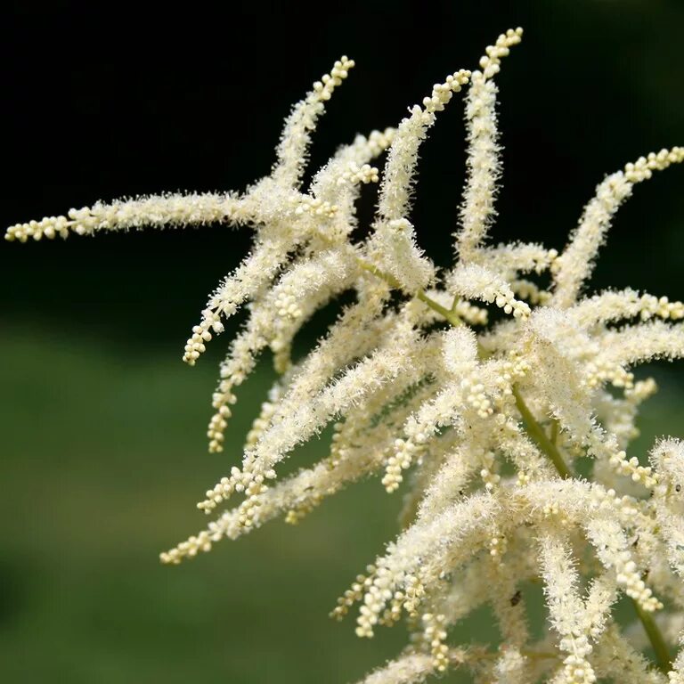 Арункус фото. Волжанка китайская Zweiweltenkind. Волжанка (Aruncus). Волжанка Арункус обыкновенная. Волжанка двудомная.