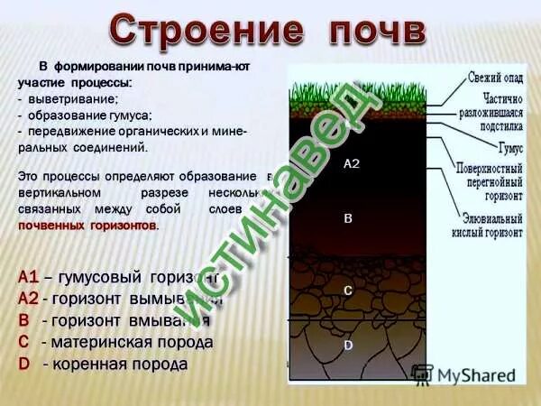 К материнской породе примыкает горизонт. Строение почвы. Строение почвы схема. Строение почвы 3 класс. Вертикальный разрез почвы.