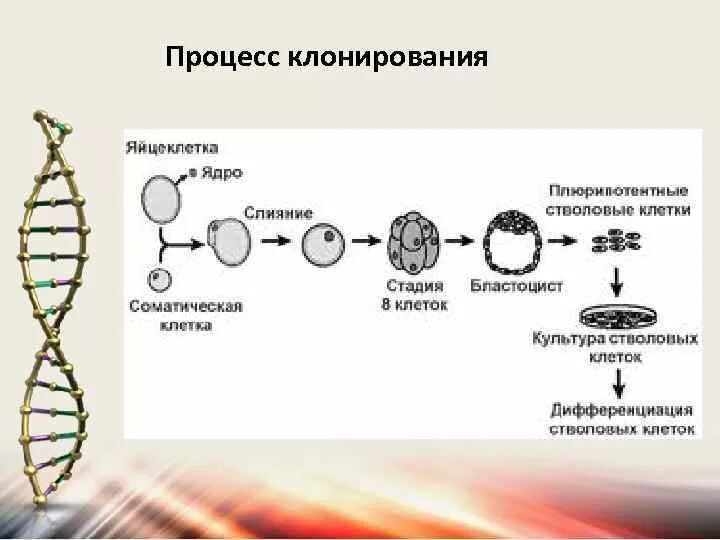 Клонирование схема процесса. Клонирование схема биология. Этапы клонирования схема. Процесс клонирования человека. Как получили клона