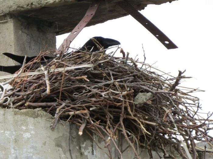 Гнездо вороны воронье гнездо варенье из малины. Гнездо ворона. Воронье гнездо с птенцами. Гнездо вороны Воронье гнездо. Гнезда ворон.