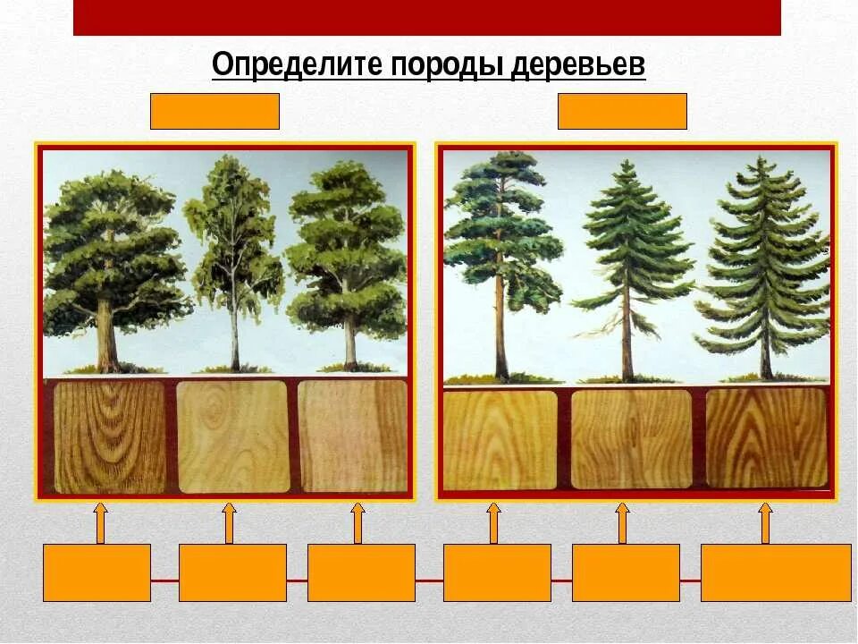 Как отличить деревья. Лиственные породы древесины. Хвойные древесные породы. Хвойные и лиственные породы деревьев. Классификация пород деревьев.