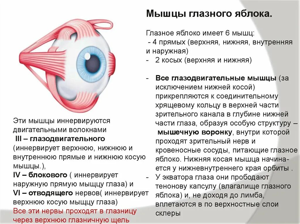 Мышцы глазного яблока анатомия функции. Глазодвигательные мышцы строение. Строение мышц глазного яблока. Наружные мышцы глаза их иннервация. Места крепления глазодвигательных мышц