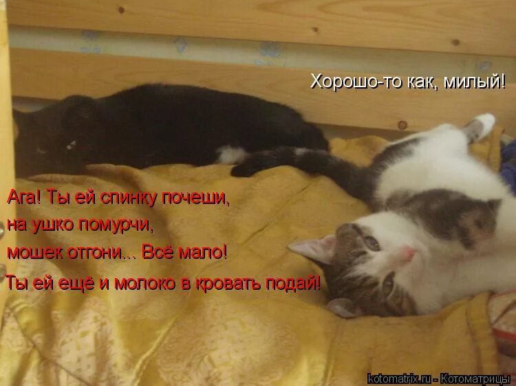 мил как и хорошо. целую обнимаю. милые шутки.