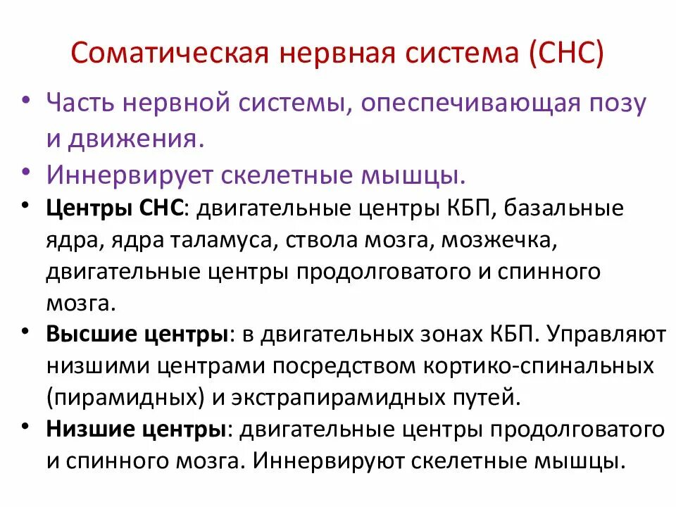 Соматическая нервная сис. Функции соматической нервной системы. Функции соматического отдела нервной системы. Функции соматической системы.