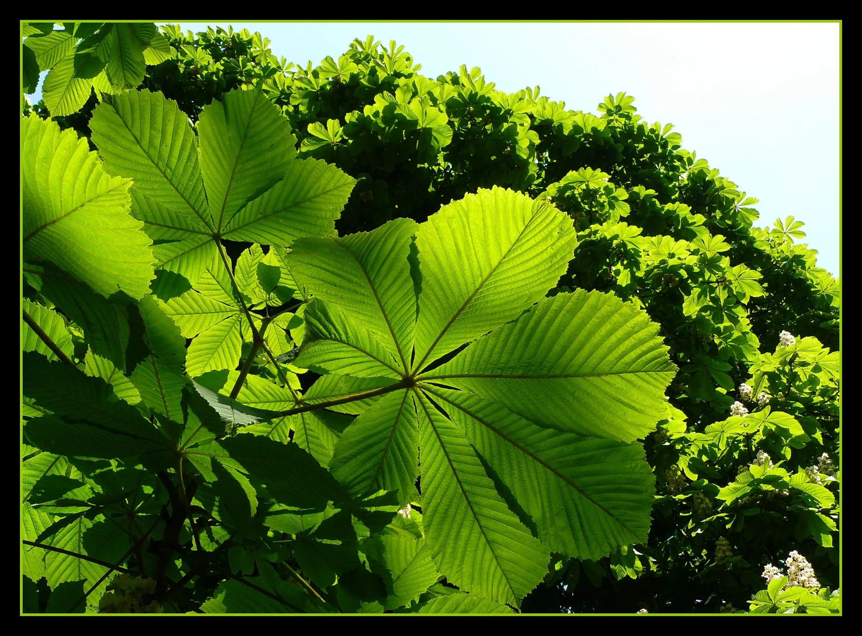 Leaves on the back. Лиственные растения. Лист каштана. Листья тропических деревьев. Растение с крупными листьями.