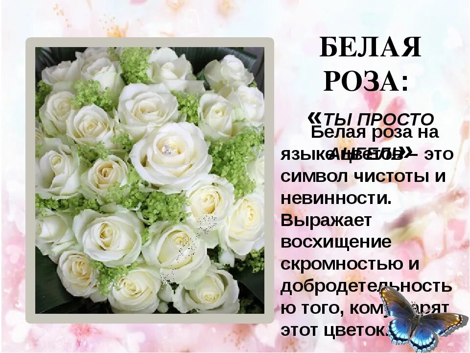 Белые розы смысл. Белые розы на языке цветов. Белые розы значение на языке цветов. Что означают белые розы. Белые розы что символизируют.
