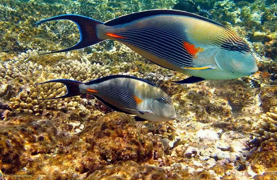 Live more fish. Рыба хирург сохал. Аравийский хирург рыба. Красное море рыба хирург. Рыба хирург красное море Египет.