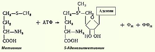 Участие s аденозилметионина в реакциях трансметилирования. Метионин и АТФ. Реакция образования s-аденозилметионина. S аденозилметионин биохимия. Синтез с аденозилметионин.