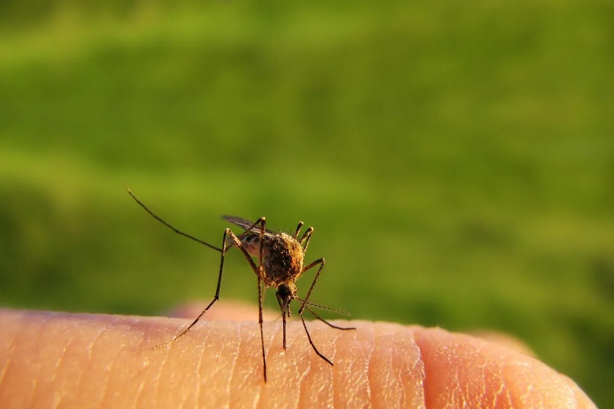 Нападение комаров. Большие комары кусаются. Самки комаров.