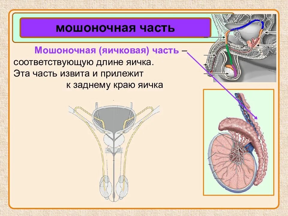 Мужская половая презентация. Мужская половая система презентация. Морфофункциональная характеристика мужской половых органов. Мошоночная часть семявыносящего протока.