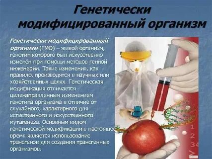 Применение генно модифицированных организмов