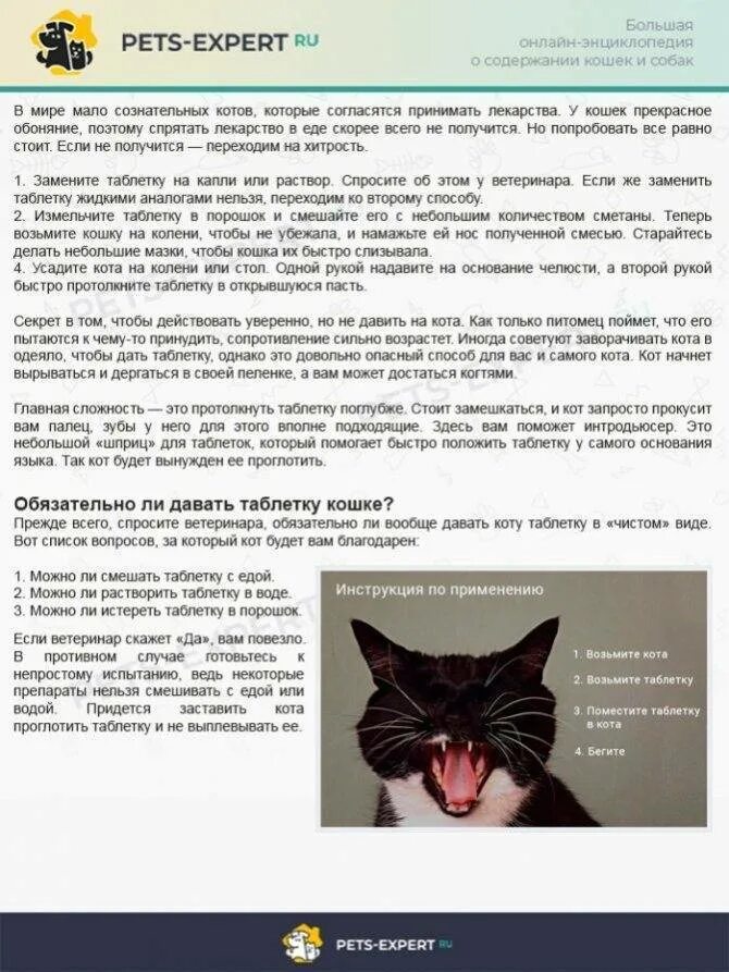 Кошка не дает коту
