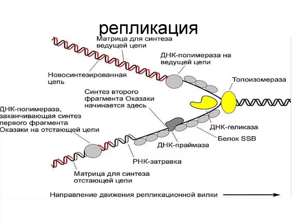 Образование новой днк. Схема процесса репликации ДНК. Механизм репликации ДНК схема. Этапы репликации ДНК схема. Схема репликации с ферментами.