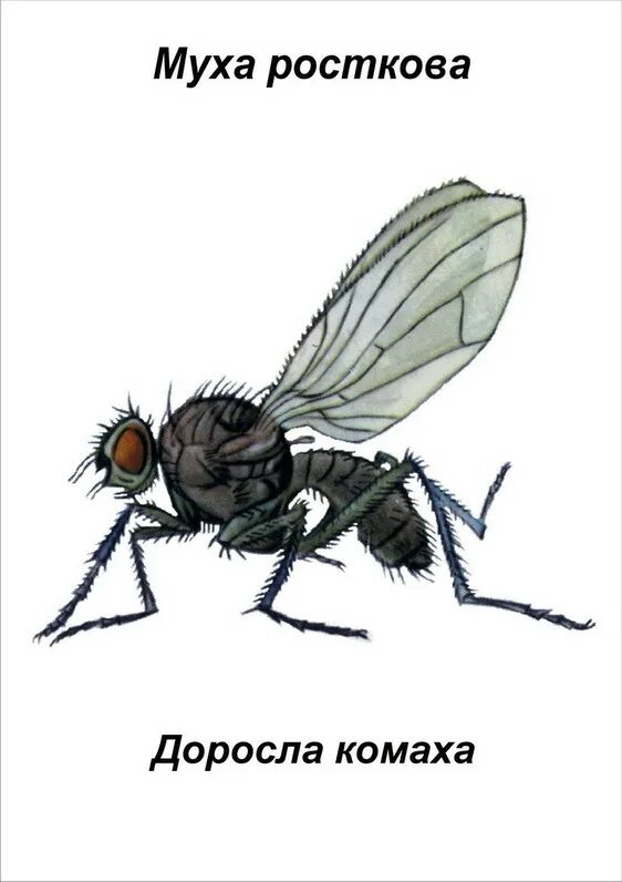 Ростковая Муха. Накаченная Муха. Жужжальца мухи. Ростковая Муха на огурцах. Про мух и пчел