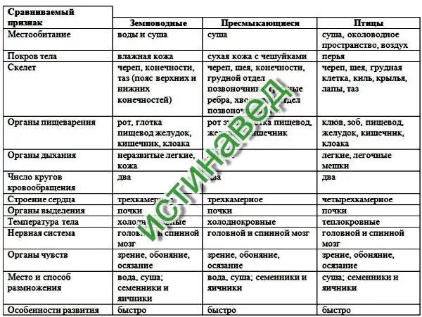 Таблица система органов рыб земноводных и пресмыкающихся. Сходство амфибий и рептилий таблица 7 класс. Система органов земноводных и пресмыкающихся таблица 7 класс. Биология 7 класс таблица земноводные и пресмыкающиеся. Внутреннее строение птиц 7 класс таблица