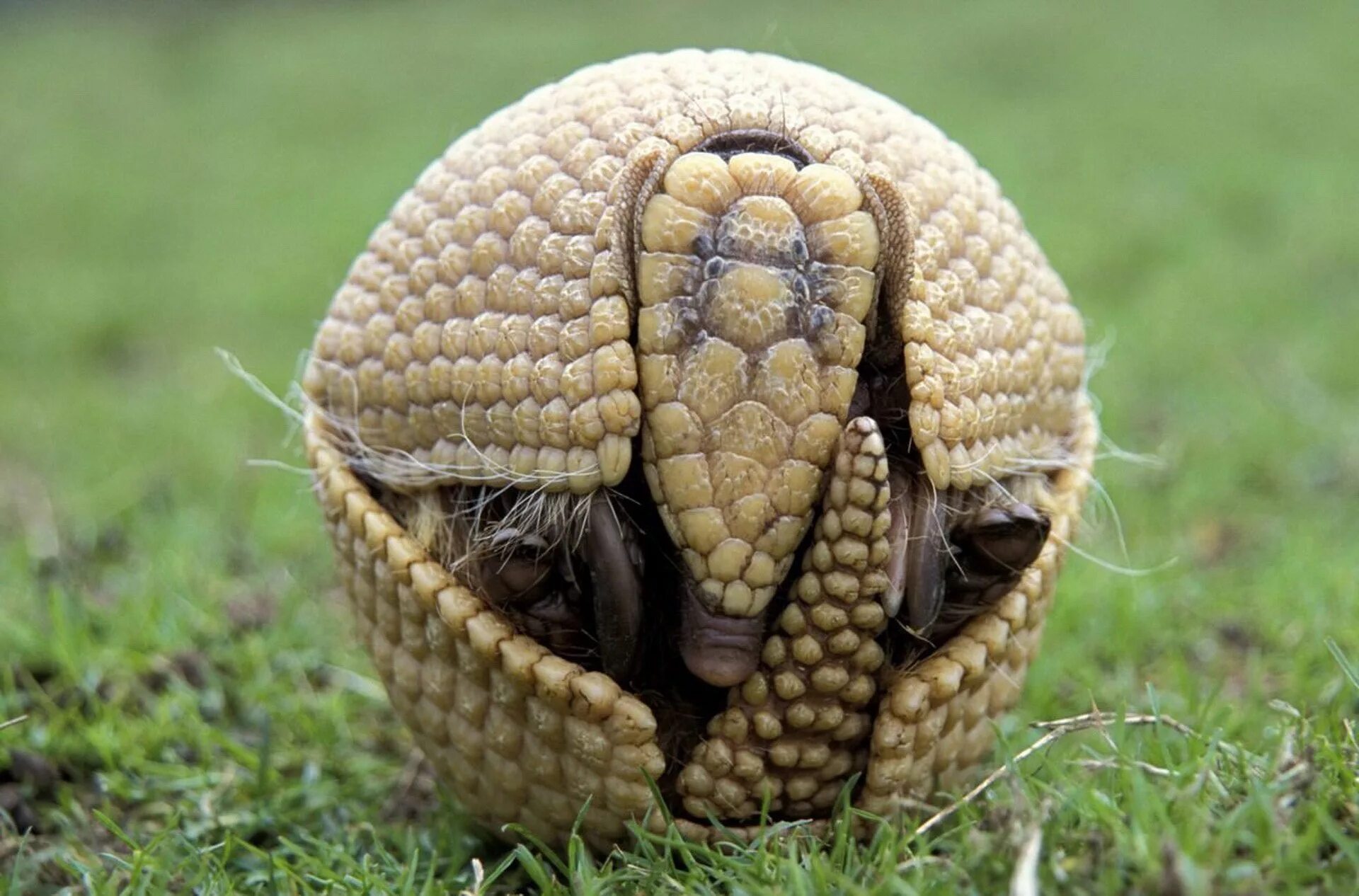 Армадилло броненосец. Армадилло броненосец. Щитоносный броненосец. Броненосец животное опасен для человека. Длиннохвостый броненосец северная америка.