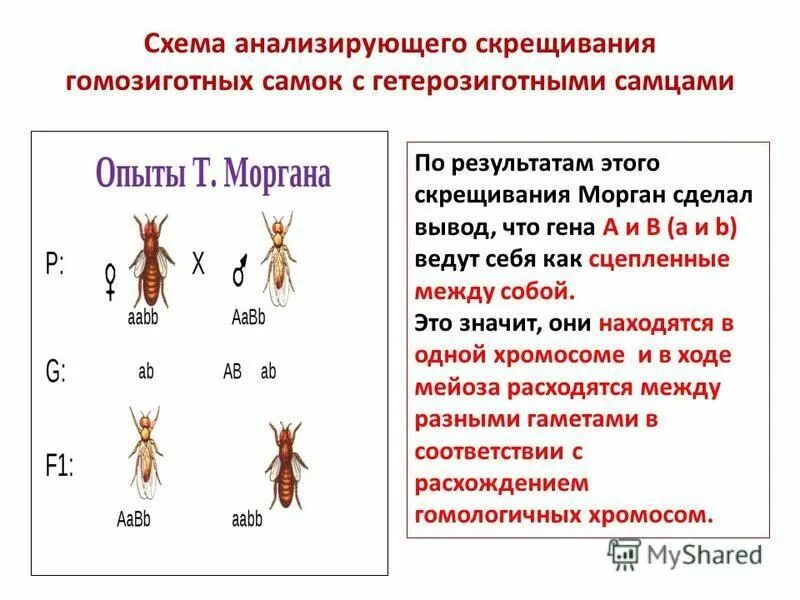 Презентация биология 10 класс сцепленное наследование. Схема анализирующего скрещивания. Хромосомная теория наследственности сцепленное наследование. Скрещивание Моргана. Анализирующее скрещивание сцепленное наследование.