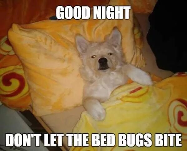 Night meme. Good Night mem. Good Night Мем. Good Night Мем с девушкой. Good Night Dog.