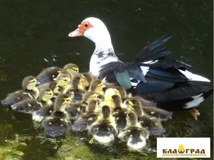 Индоутки весной