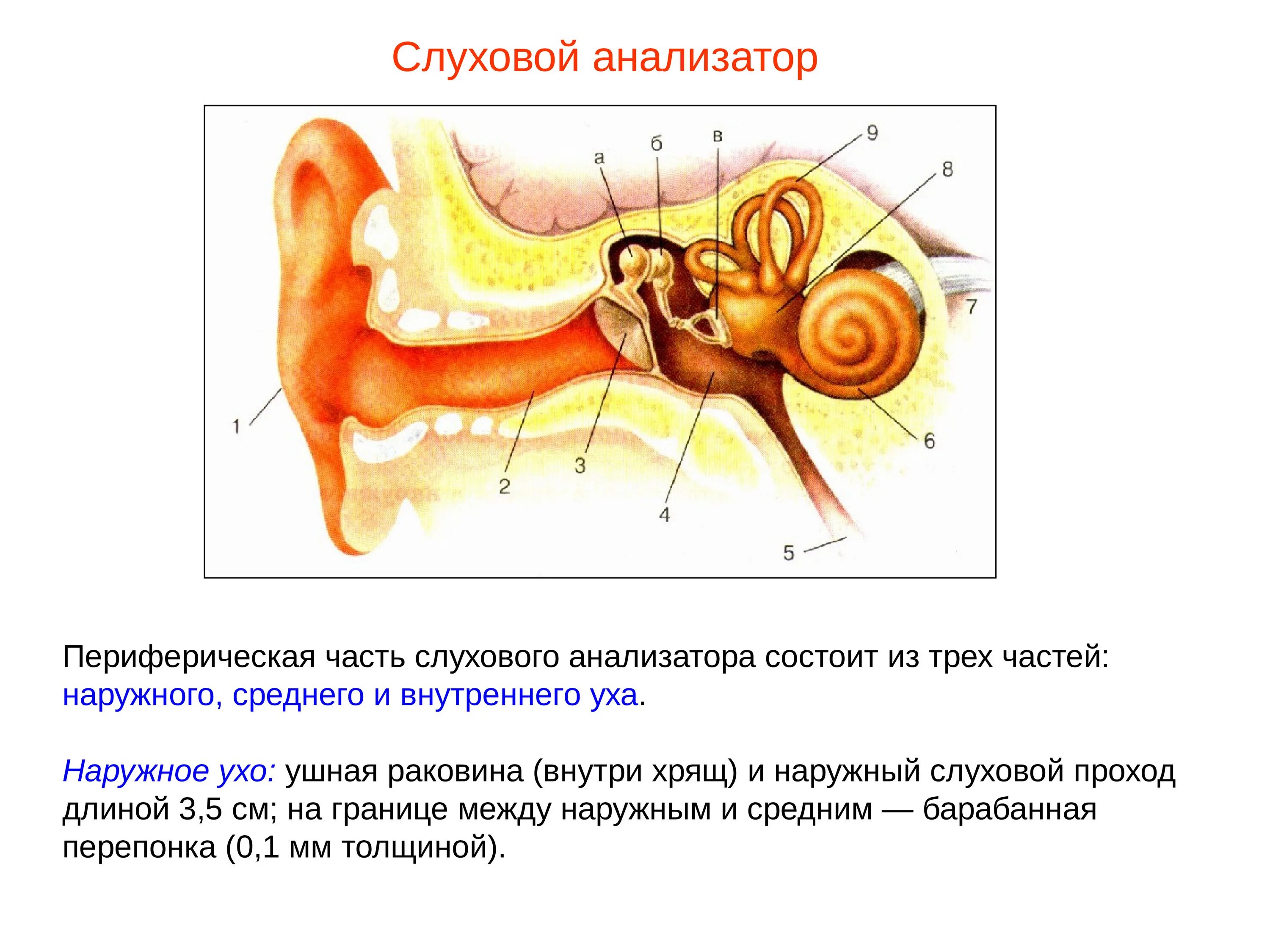 Органом слуха человека является. Отделы периферического отдела слухового анализатора. Периферический отдел слухового анализатора состоит. Строение слухового анализатора среднее ухо. Строение слухового анализатора анализатора.