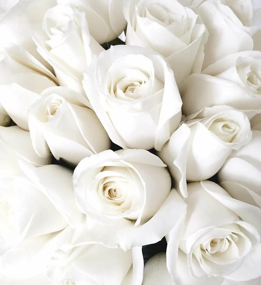 Цветы белые розы. Красивые белые розы. Бело розовые розы.