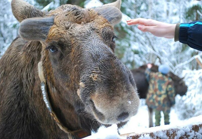 Лосеферма. Сумароковский заповедник в костромской области. Лосеферма. Лосеферма. Лосиная ферма сумароково кострома.