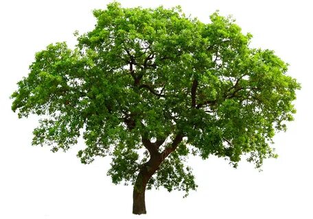 Oak tree png