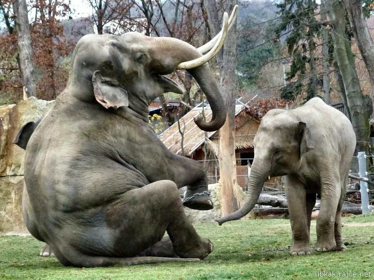 Зоопарк Прага слоны. Азиатский слон Московский зоопарк. Слоны в Московском зоопарке. Слоник в зоопарке.