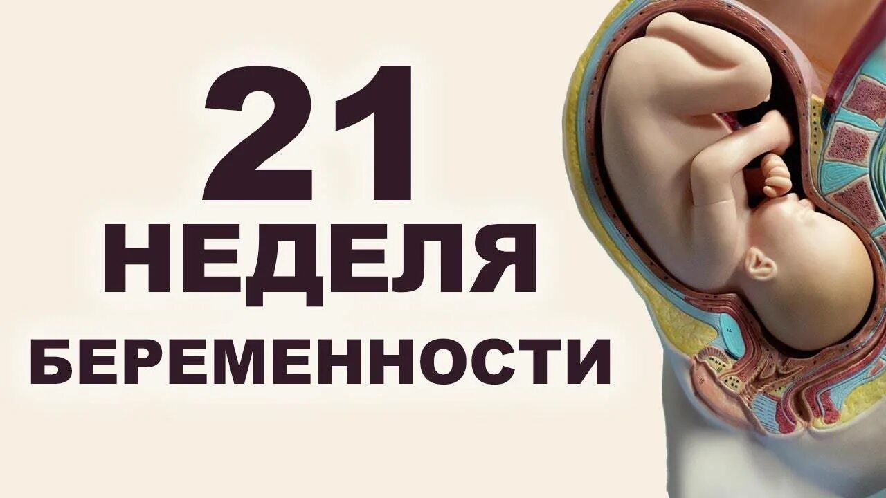 Ребенок на 21 неделе беременности. 21неделья беременности. Малыш на 21 неделе беременности. 21 неделя беременности можно