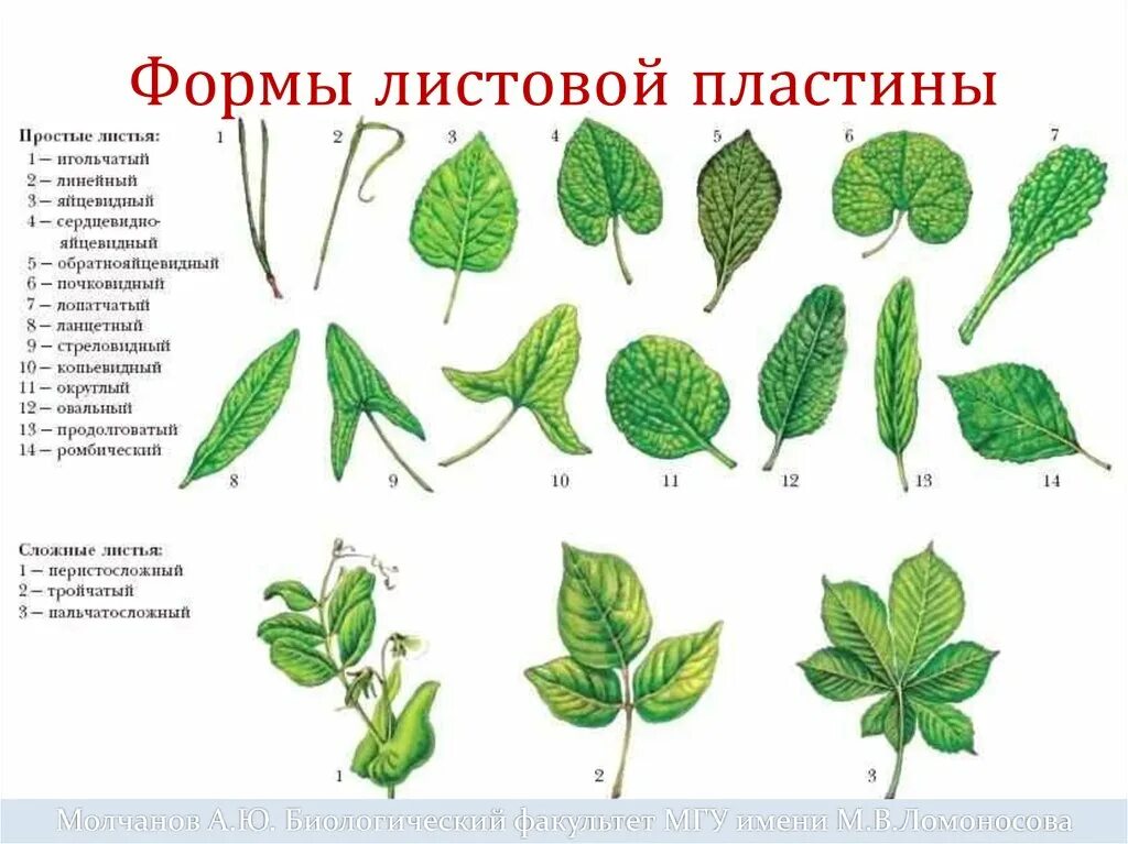 Простые листья могут быть. Деревья с простыми листьями. Растения с простыми листьями. Листья деревьев с названиями. Листья растений и их названия.