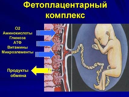 Нарушения внутриутробного развития плода