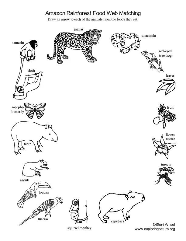 Do they like animals. Worksheets for для детей for Kids animals food. Worksheets 2 класс животные. Forest animals Worksheets. Animals in Forest Worksheets for Kids.