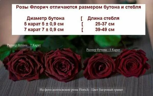 Какой размер у розы