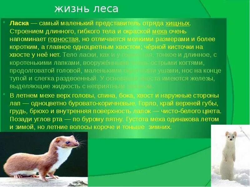 Дайте два ласка. Ласка – самый маленький представитель отряда хищных.. животное ласка описание. доклад про ласку. ласка зверек описание.