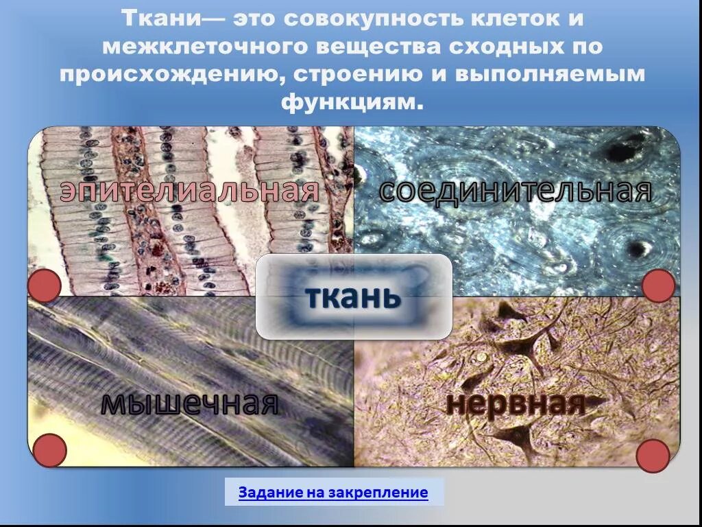 Ткань это совокупность клеток и межклеточного вещества. Совокупность клеток и межклеточного вещества называют. Совокупность клеток. Хрящевая ткань хондробласты. Ткань это совокупность клеток и межклеточного вещества.